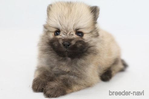 成約済の神奈川県のポメラニアン-313817の2枚目